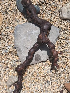 Natural Driftwood Accent Branch - Rustic Home Decor